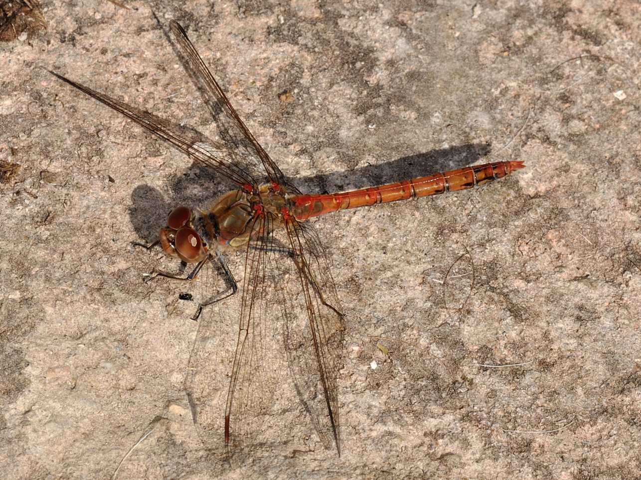 Libellulidae - Sympetrum meridionale ?